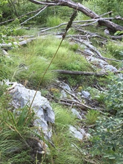 Asphodelus albus