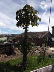 Vasconcellea pubescens