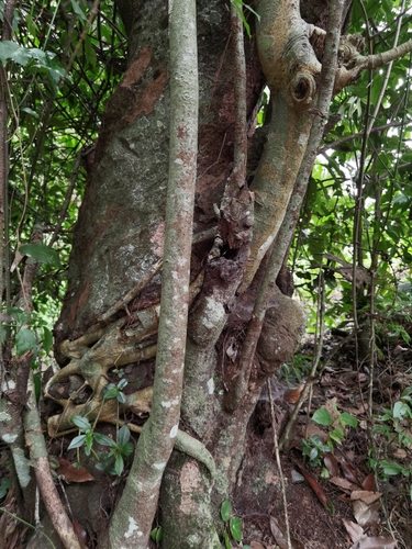 Image of Ficus costaricana by (c) Eduardo Chacón Madrigal, some rights reserved (CC BY)