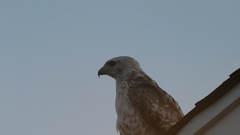 Buteo jamaicensis