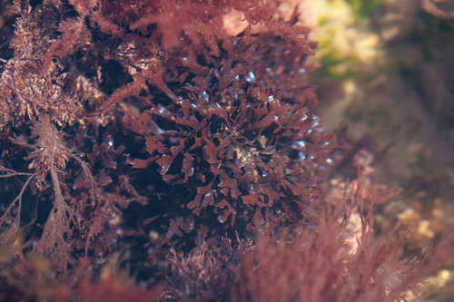 Carragheen Moss (Star Island Intertidal Seaweeds) · iNaturalist Mexico