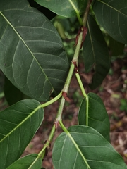 Ficus costaricana
