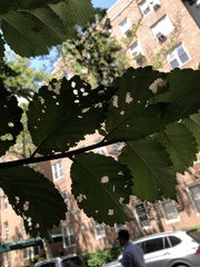 Xanthogaleruca luteola