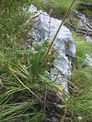 Asphodelus albus