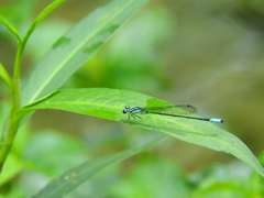 Acanthagrion quadratum