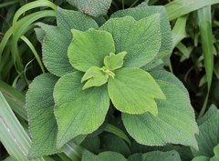 Boehmeria splitgerbera