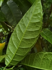 Sorocea trophoides