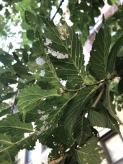 Xanthogaleruca luteola