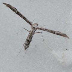 Hellinsia inquinatus