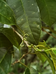 Sorocea trophoides