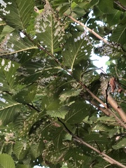 Xanthogaleruca luteola