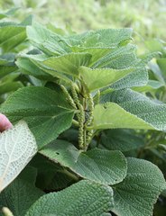 Boehmeria splitgerbera