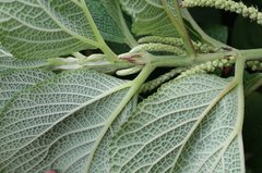 Boehmeria splitgerbera
