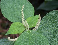 Boehmeria splitgerbera
