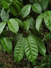 Sorocea trophoides