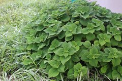 Boehmeria splitgerbera