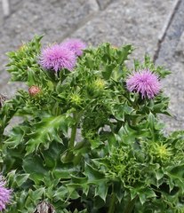 Cirsium maritimum