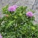 Cirsium maritimum - Photo (c) 空猫 T. N, some rights reserved (CC BY-NC), uploaded by 空猫 T. N