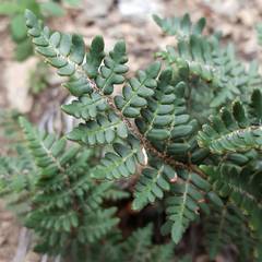 Paragymnopteris marantae