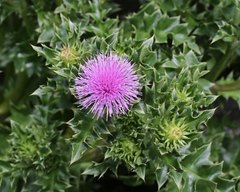 Cirsium maritimum
