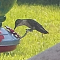 Archilochus colubris