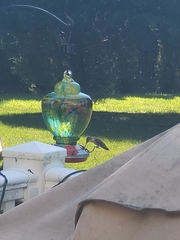 Archilochus colubris