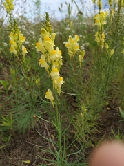 Linaria vulgaris