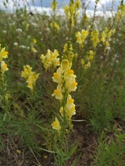 Linaria vulgaris