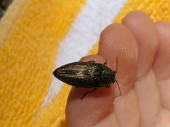 Buprestis adjecta
