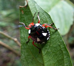 Chinavia erythrocnemis