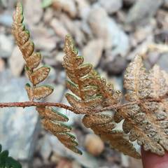 Paragymnopteris marantae