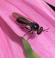 Cerotainia macrocera