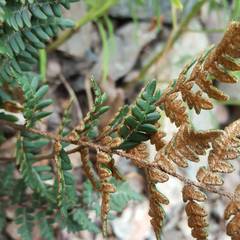 Paragymnopteris marantae