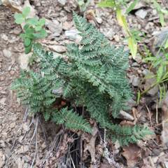 Paragymnopteris marantae