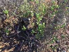 Mesembryanthemum nitidum