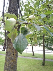 Populus