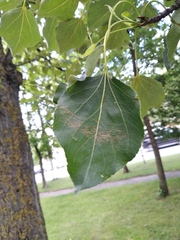 Populus
