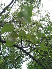 Populus