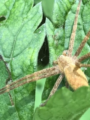 Pisaurina