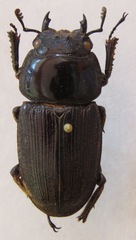 Dorcus curvidens curvidens