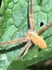 Pisaurina