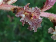 Orobanche pancicii