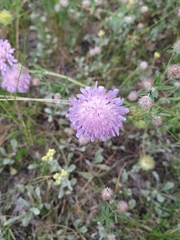 Knautia arvensis