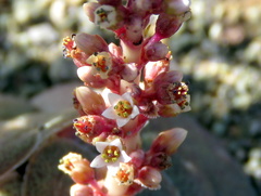 Crassula hemisphaerica