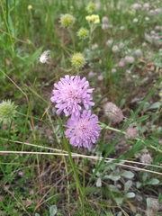 Knautia arvensis