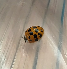 Harmonia axyridis