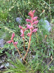 Orobanche pancicii