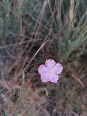Dianthus tarentinus