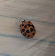 Harmonia axyridis