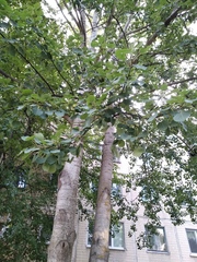 Populus tremula